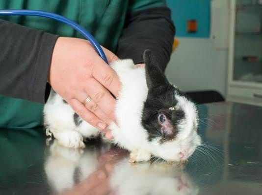 Pérdida de pelo en conejos