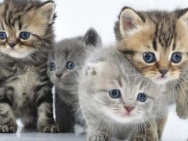 alergia a las pulgas en gatos