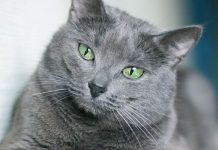artrosis en gatos