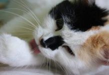 bolas de pelos en gatos