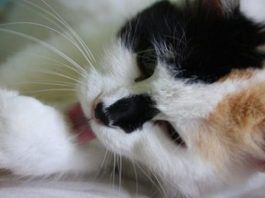 bolas de pelos en gatos