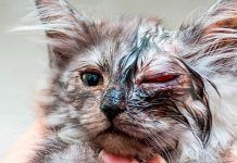 Que Es La Clamidiasis En Gatos. Como Podemos Identificar Los Signos De Esta Enfermedad clamidiasis en gatos