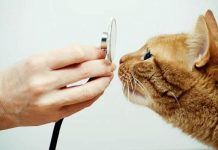 Diarrea Con Sangre En Gatos: Causas, Síntomas y Tratamientos. ¡No Te Descuides! diarrea con sangre en gatos