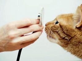 diarrea con sangre en gatos