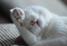 Como Podemos Identificar Las Enfermedades Respiratorias En Los Gatos. enfermedades respiratorias en gatos