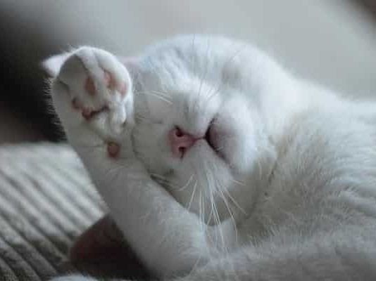 enfermedades respiratorias en gatos