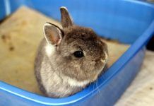 entrenar a un conejo para usar la caja de arena