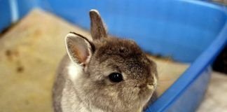 entrenar a un conejo para usar la caja de arena