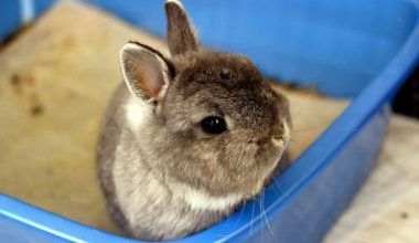 entrenar a un conejo para usar la caja de arena