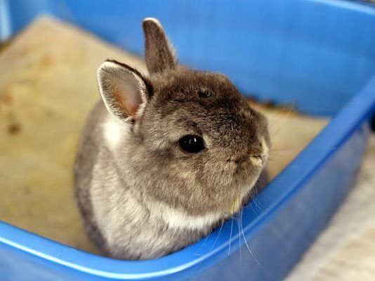 entrenar a un conejo para usar la caja de arena
