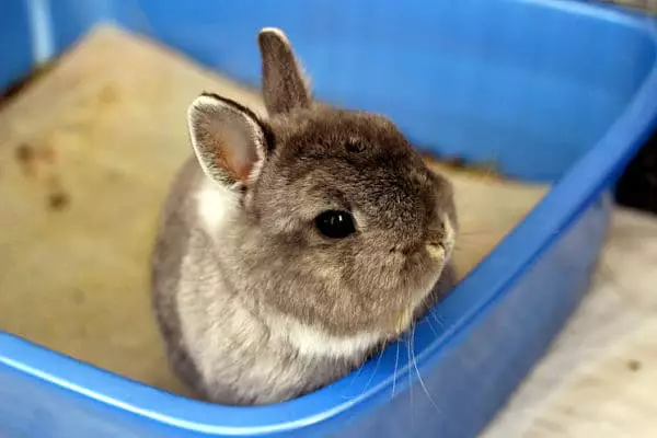 entrenar a un conejo para usar la caja de arena