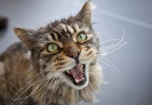 Como Podemos Detectar El Estrés En Nuestro Gato. ¡Señales De Alerta!. estrés en gatos