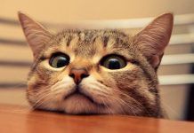 hematuria en gatos