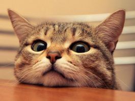 hematuria en gatos