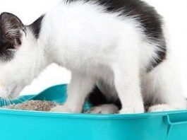 hemorroides en gatos