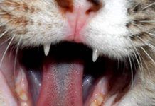 Como Saber Si Nuestro Gato Padece De Herpes Felino. Aprendamos a Reconocer Los Síntomas. herpes en gatos