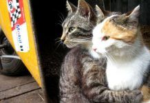 hipotermia en gatos