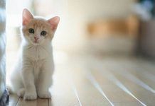 Las Consecuencias Del Hipotiroidismo En Gatos. ¡Detéctalo a Tiempo!. hipotiroidismo en gatos