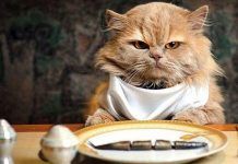 hígado graso en gatos