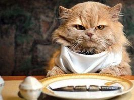 hígado graso en gatos