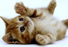 leishmaniosis en gatos