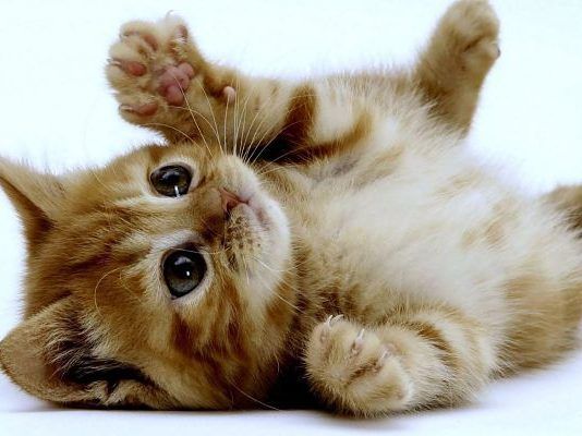 leishmaniosis en gatos
