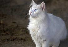 leptospirosis en gatos