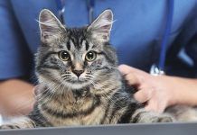 Como Podemos Saber Si Nuestro Gato Presenta Lombrices. Aprende a Revisar a Tu Mascota. lombrices en gatos