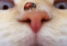 nariz seca en gatos