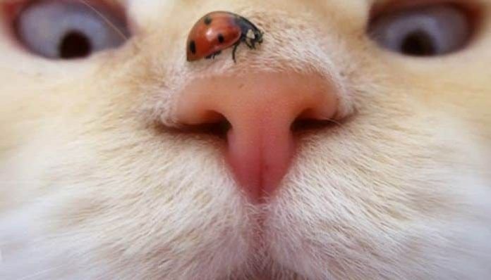 nariz seca en gatos