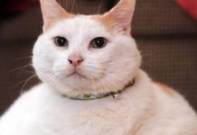 obesidad en gatos