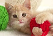 panleucopenia en gatos