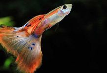 peces Guppy