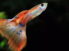 peces Guppy