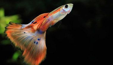 peces Guppy