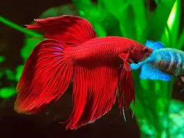 peces que pueden vivir con un betta