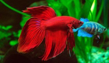 peces que pueden vivir con un betta
