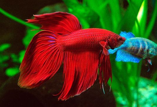peces que pueden vivir con un betta