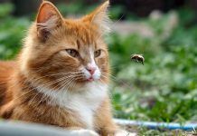 picadura de abeja en gatos