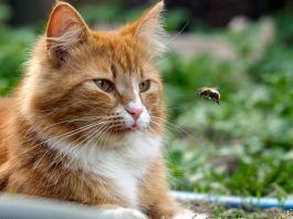 picadura de abeja en gatos