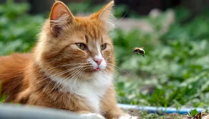 picadura de abeja en gatos