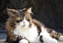 problemas de piel en gatos