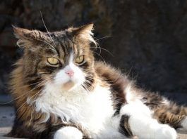 problemas de piel en gatos