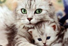problemas neurológicos en gatos