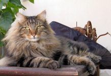 prolapso rectal en gatos