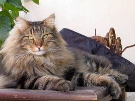 prolapso rectal en gatos