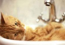 remedios caseros para pulgas en gatos