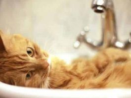 remedios caseros para pulgas en gatos