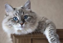 síndrome de horner en gatos