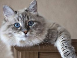 síndrome de horner en gatos